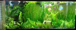 75 Gal Discus 75 Gal Discus