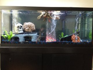 Main Aquarium 75g Main Aquarium 75g
