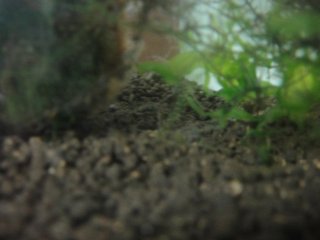 Goby Shelter