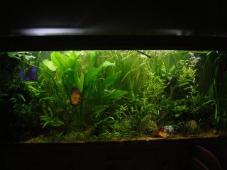 My Aquarium