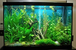 My Aquarium(1)