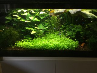 300 Liter Amazonas