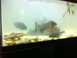 The pre monster tank