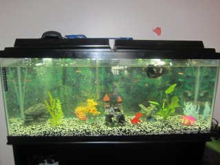 Tank Gang <3 Tank Gang <3
