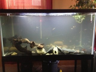 120 Gallon tank