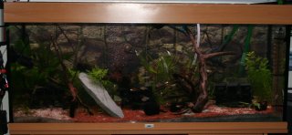Aquarium(3) Green