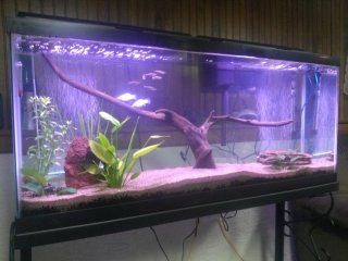 55 Gallon Community