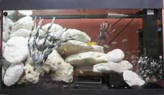 cichlid and syno tank