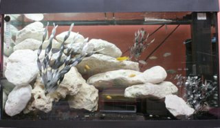 cichlid and syno tank cichlid and syno tank