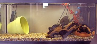 severum and brevis 30gallon severum and brevis 30gallon