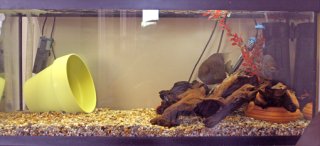 severum and brevis 30gallon