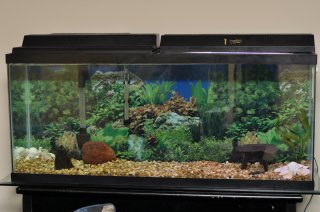 My Aquarium(55gal)