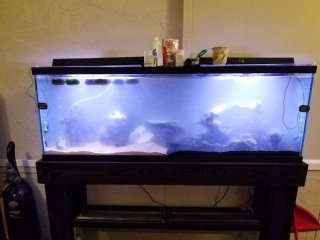 Predator Tank