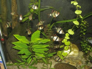 29g Tiger Barbs