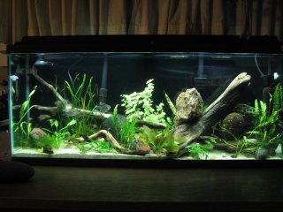 My 55g Community