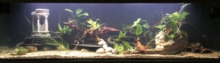 300L catfish tank