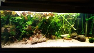 My Aquarium(1)