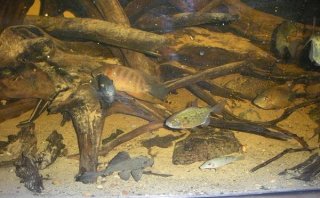 120 gal S.A. Biotope 120 gal S.A. Biotope