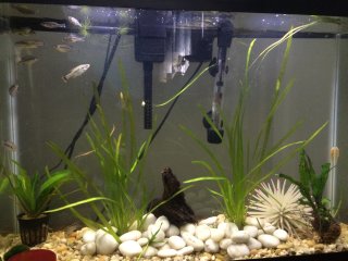 Ameca Splendens Ameca Splendens