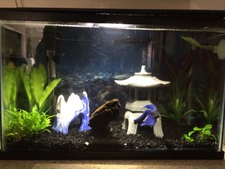 Betta/Cory Betta/Cory