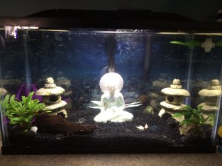 Betta/Cory/Frogs/Snails/Pleco Betta/Cory/Frogs/Snails/Pleco