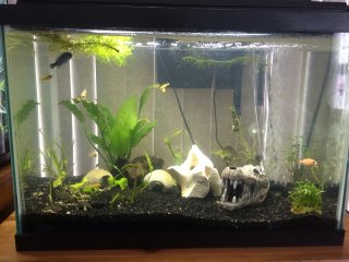 Cichlids Cichlids