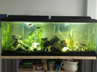 Cichlids and crayfish