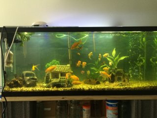 Goldfish and crayfish Goldfish and crayfish