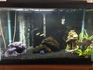 Red Jewel Cichlid and Crayfish Red Jewel Cichlid and Crayfish
