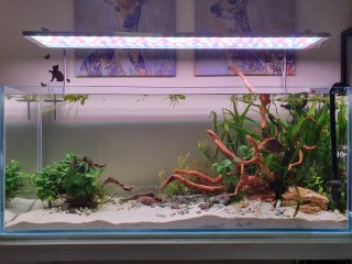 My Aquarium(57 gallons)