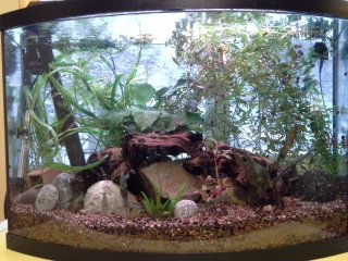 36 gallon bow front planted tank