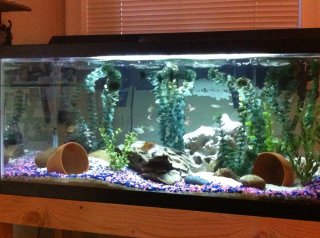 Tetras and Cats Tetras and Cats