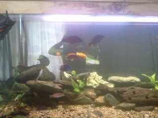 Lake Tanganika Cats and Cichlids Lake Tanganika Cats and Cichlids