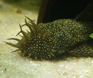Ancistrus sp. (3)