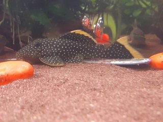 Baryancistrus xanthellus
