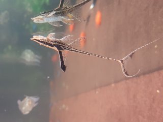 Sturisomatichthys reinae