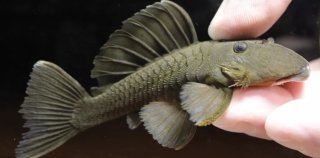 Parancistrus sp. (L332)