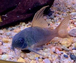 Hoplisoma concolor