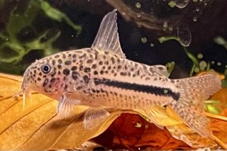Hoplisoma coppenamense
