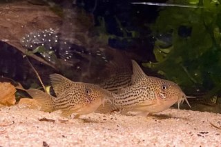 Hoplisoma eversi