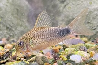 Hoplisoma simile