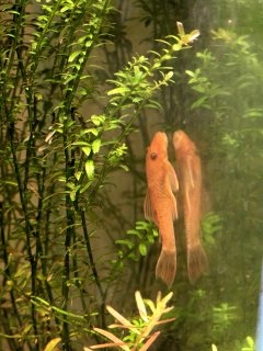 Ancistrus sp. (3) Ancistrus sp. (3)