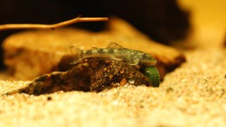 Parotocinclus bahiensis