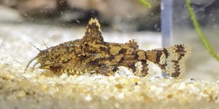 Erethistes jerdoni