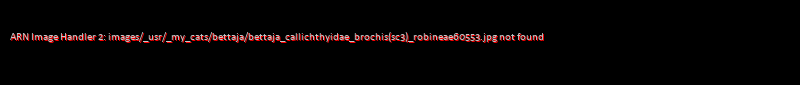 Brochis (sub-clade 3) robineae