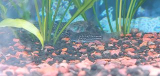 Gastrodermus napoensis