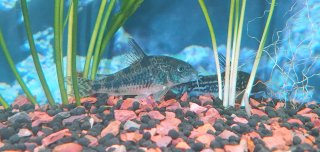 Hoplisoma paleatum