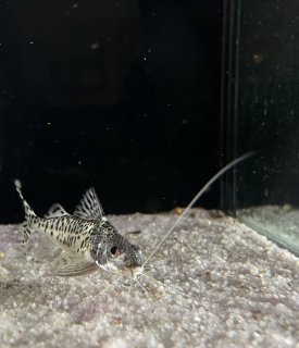 Pimelodus pictus Pimelodus pictus