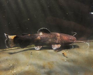 Batrochoglanis transmontanus
