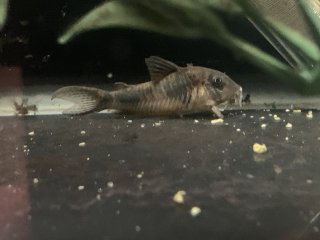 Corydoras sp. (Cw012)